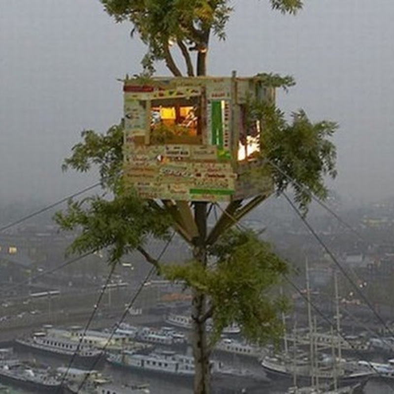  Gambar Rumah Pohon foto foto gokil dan lucu 